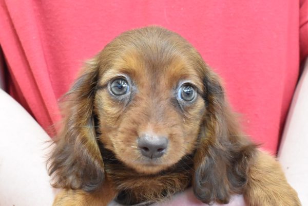 ミニチュアダックスフンド