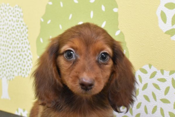 ミニチュアダックスフンド