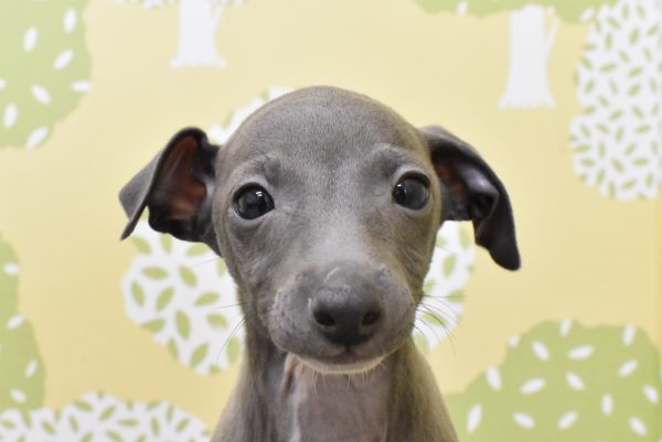 イタリアングレーハウンド