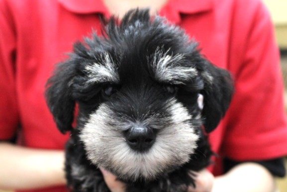 ミニチュアシュナウザー