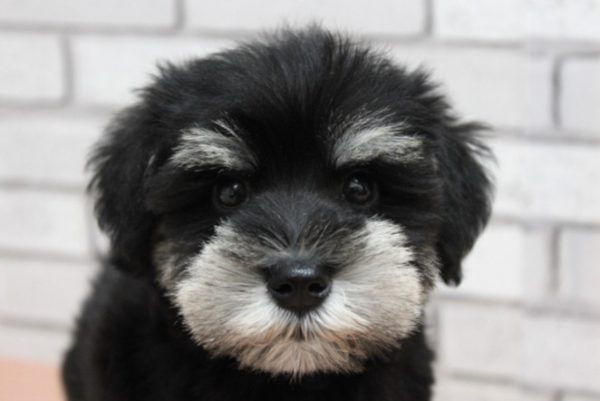 ミニチュアシュナウザー