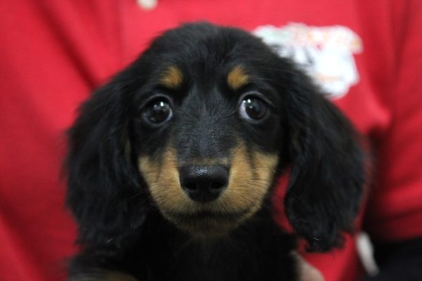 ミニチュアダックスフンド