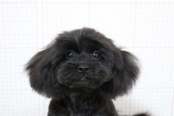 ミックス（ハーフ犬）