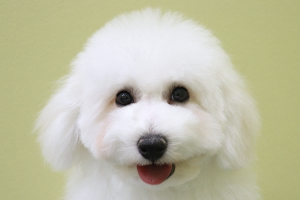 ビションフリーゼ