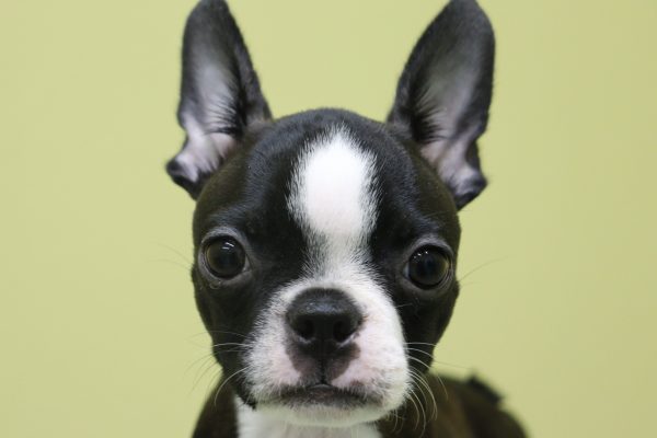 ボストンテリア