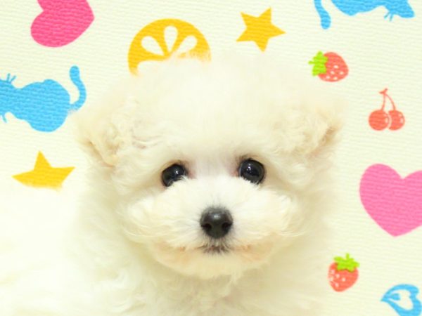 ビションフリーゼ