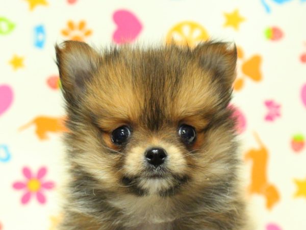 ミックス（ハーフ犬）