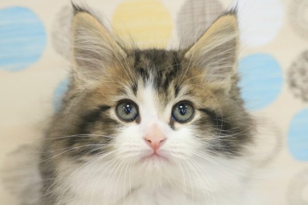 ミヌエット（ナポレオン）