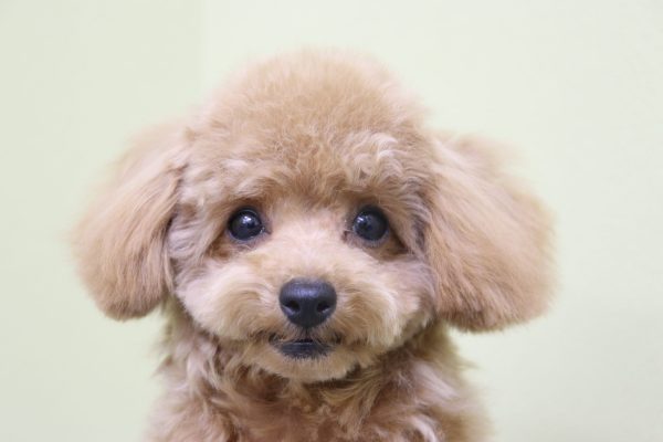 タイニープードル