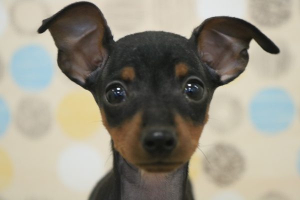 ミニチュアピンシャー