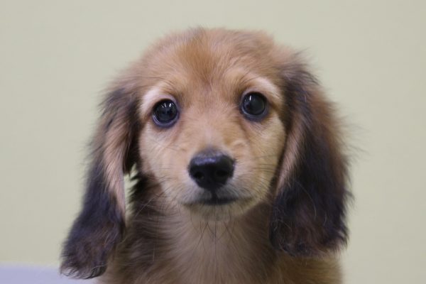 ミニチュアダックスフンド