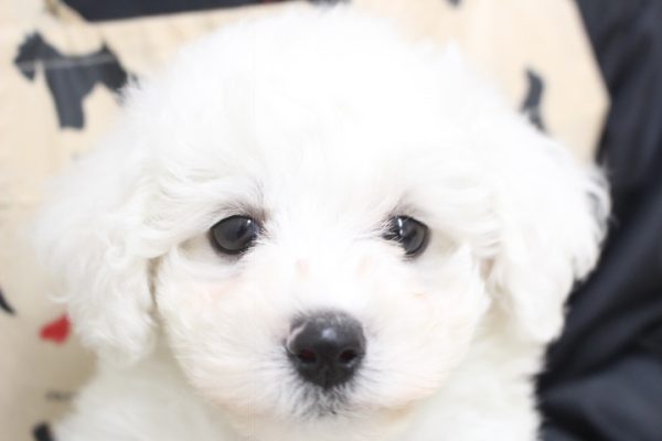 ビションフリーゼ