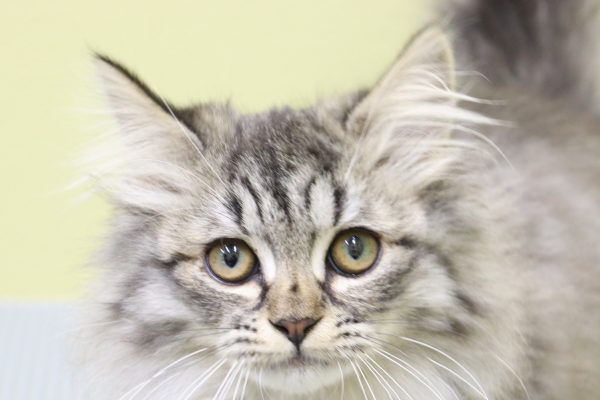 ミヌエット（ナポレオン）