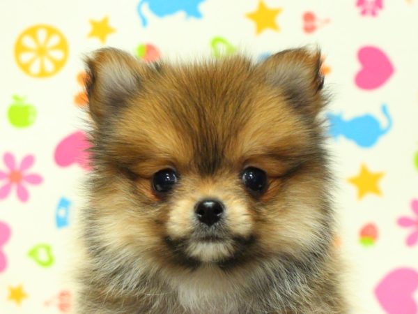 ミックス（ハーフ犬）