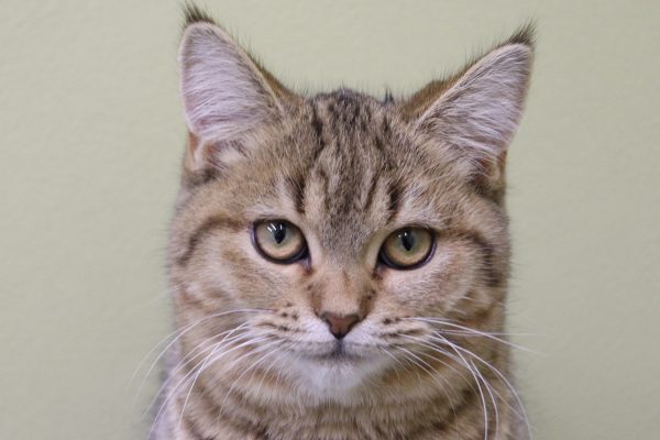 ミヌエット（ナポレオン）