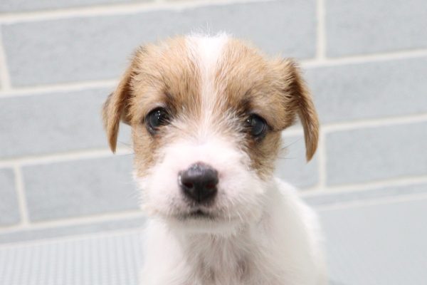 ジャックラッセルテリア