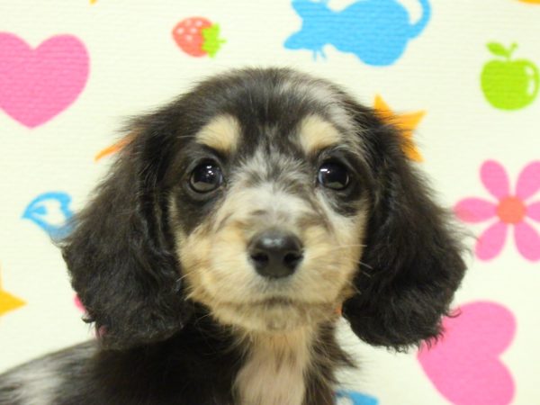 ミニチュアダックスフンド