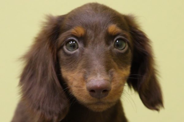 ミニチュアダックスフンド