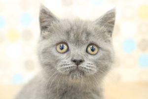 ブリティッシュ