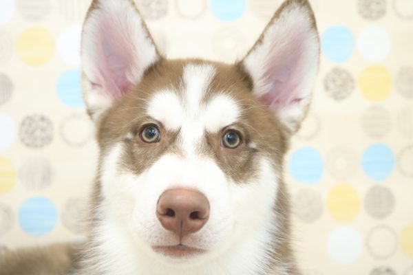 シベリアンハスキー