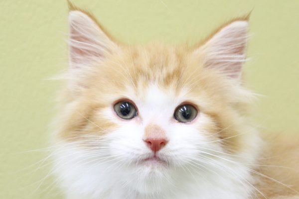 ノルウェージャンフォレストキャット