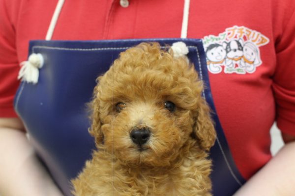 トイプードル