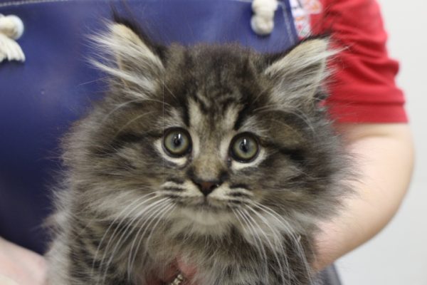 ミヌエット（ナポレオン）