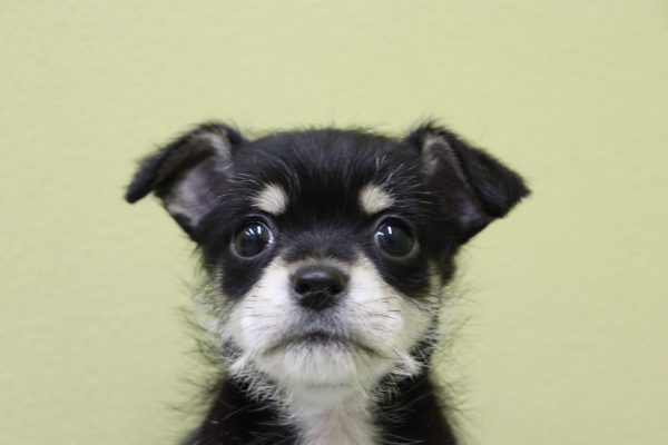 ミックス(ハーフ犬)