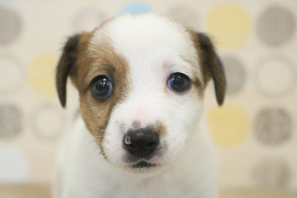 ジャックラッセルテリア