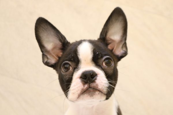 ボストンテリア