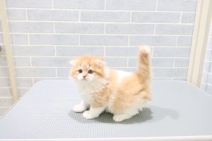 袋井店（正）の店内