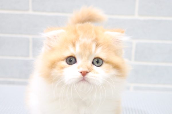 スコティッシュ