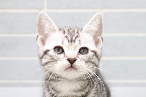 アメリカンショートヘア