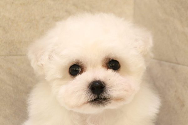 ビションフリーゼ