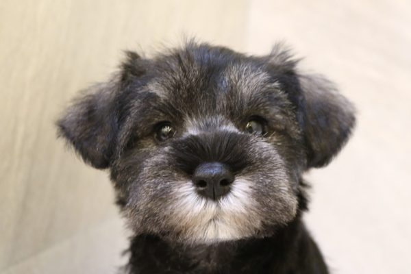 ミニチュアシュナウザー