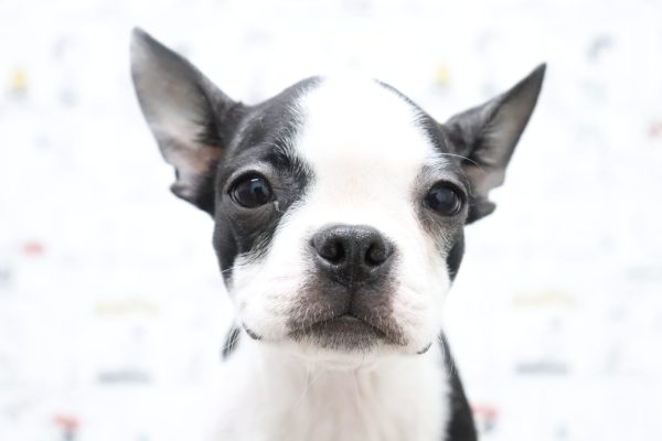 ボストンテリア