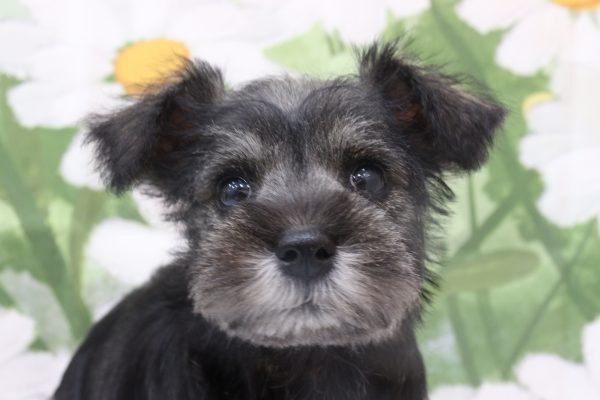 ミニチュアシュナウザー