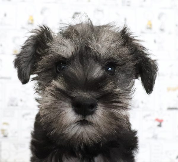 ミニチュアシュナウザー