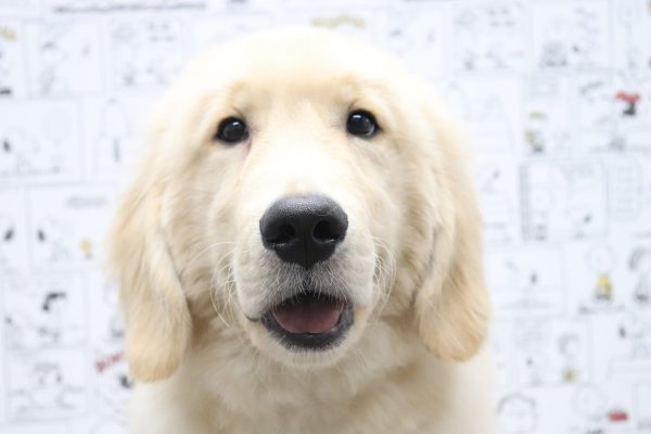 ゴールデンレトリーバー