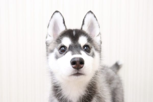 シベリアンハスキー