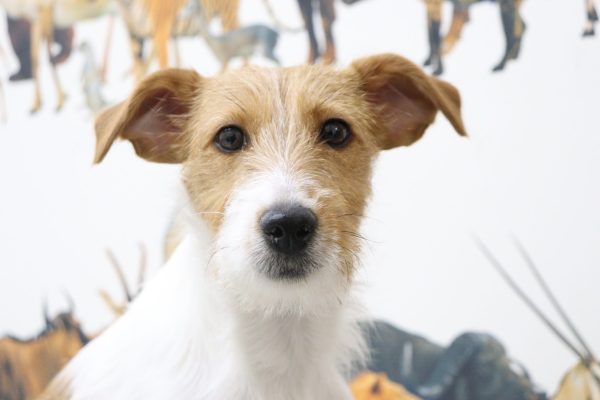 ジャックラッセルテリア