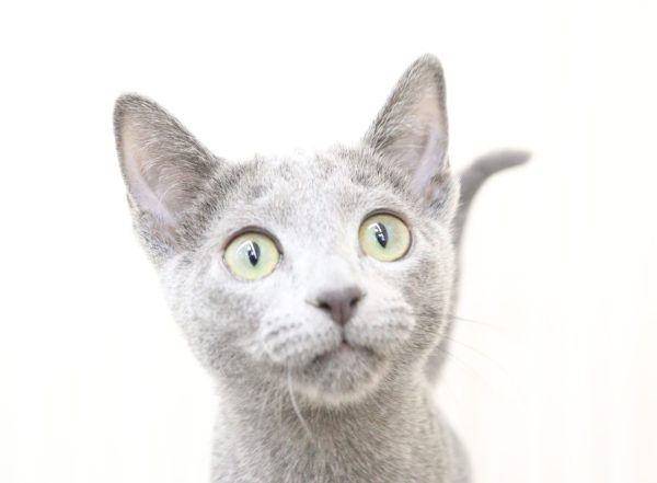 ロシアンブルー