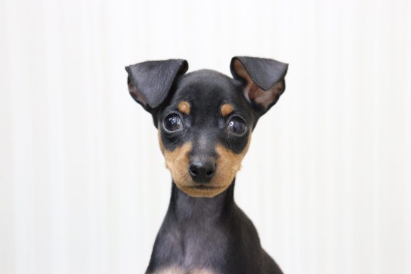 ミニチュアピンシャー