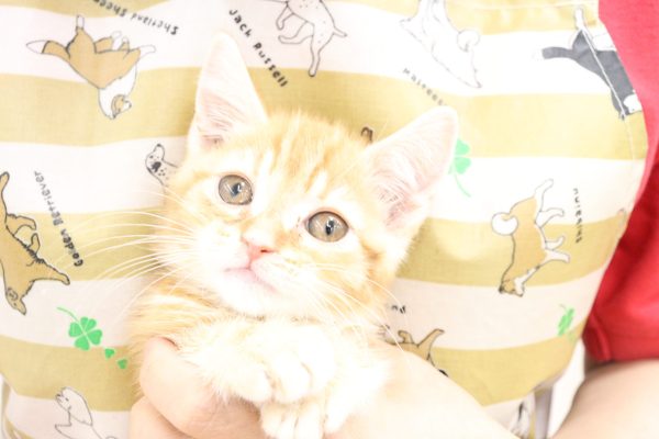 アメリカンショートヘア