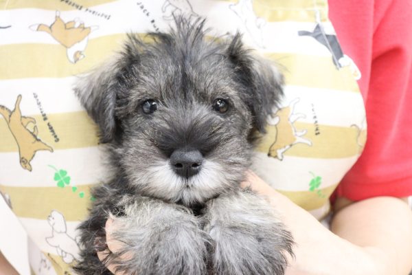 ミニチュアシュナウザー