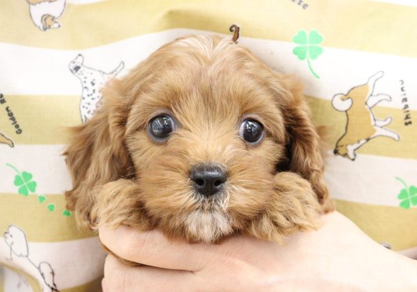 ミックス(ハーフ犬)