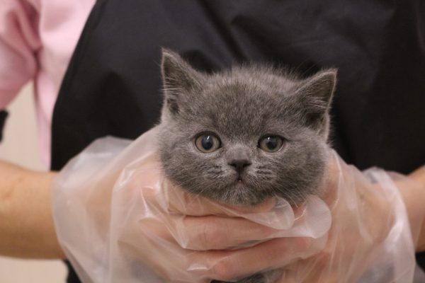 ブリティッシュ