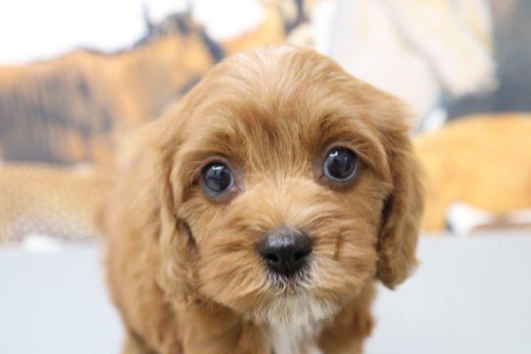 ミックス(ハーフ犬)