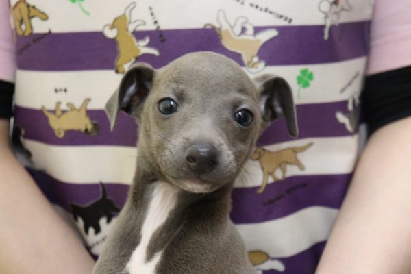 イタリアングレーハウンド