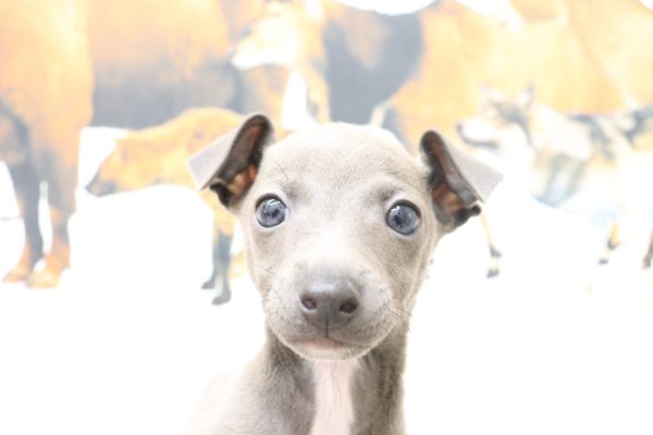 イタリアングレーハウンド